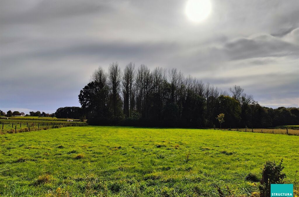 Bois à vendre à OPWIJK